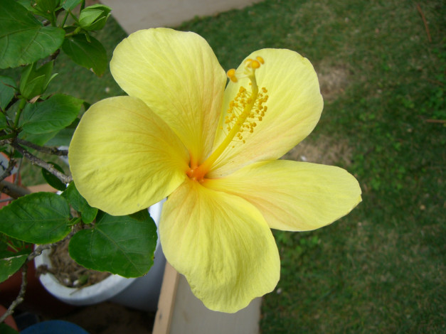 Обои картинки фото цветы, гибискусы, гибискус