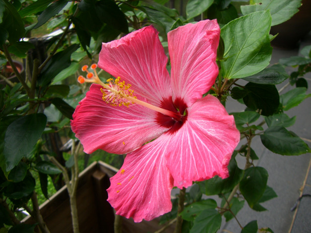 Обои картинки фото цветы, гибискусы, гибискус