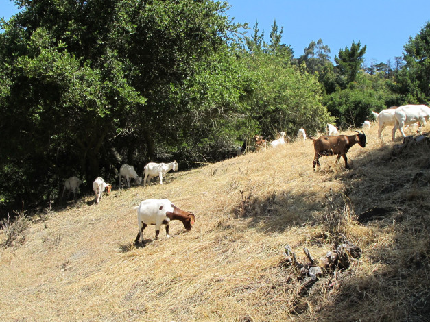 Обои картинки фото животные, козы