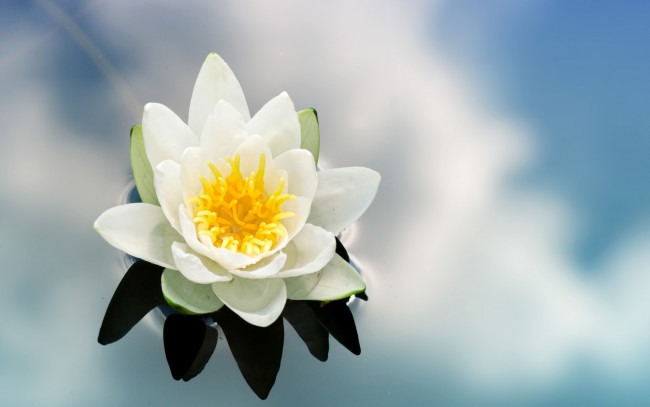 Обои картинки фото цветы, лилии, водяные, нимфеи, кувшинки, вода, отражение, небо, облака, цветок