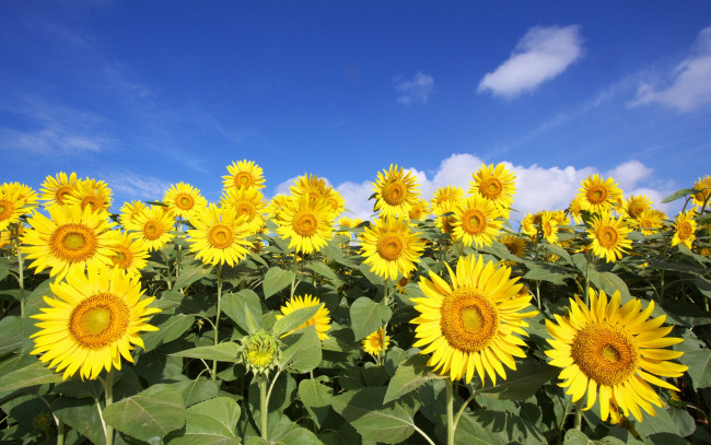 Обои картинки фото цветы, подсолнухи