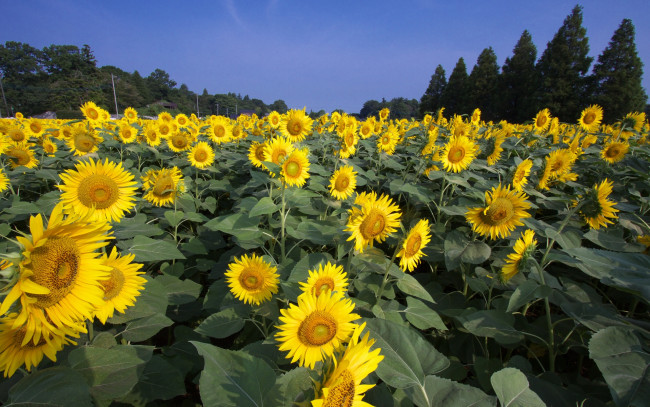 Обои картинки фото цветы, подсолнухи