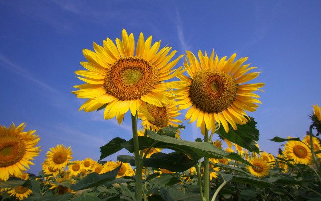Обои картинки фото цветы, подсолнухи