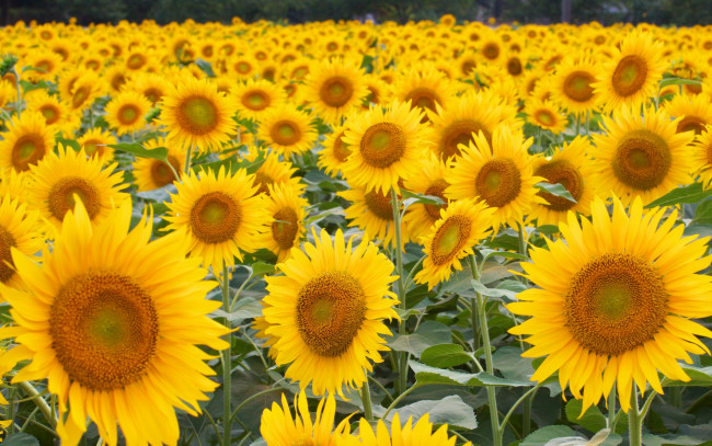 Обои картинки фото цветы, подсолнухи