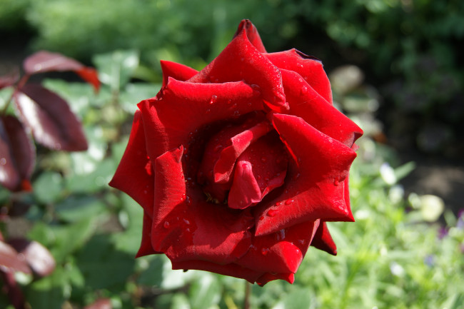 Обои картинки фото цветы, розы, зеленый, фон, роза