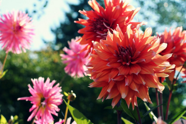 Обои картинки фото цветы, георгины