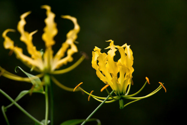 Обои картинки фото цветы, глориоза, пламя, желтый