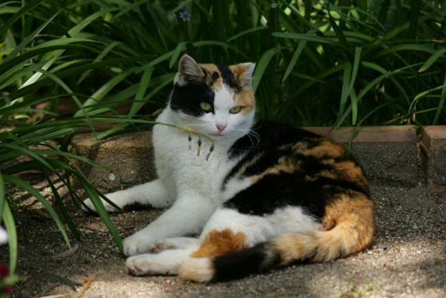 Обои картинки фото животные, коты, кот