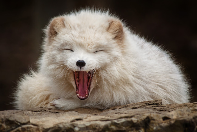 Обои картинки фото животные, песцы, забавный, белый, зевок