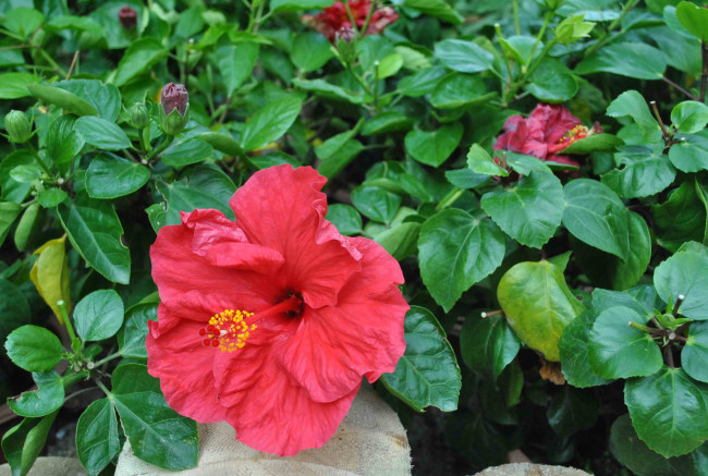 Обои картинки фото цветы, гибискусы, гибискус