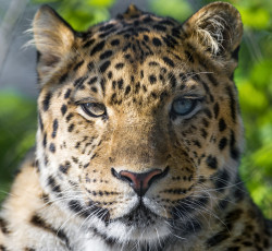 Картинка животные леопарды