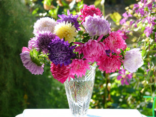 Картинка цветы астры осень