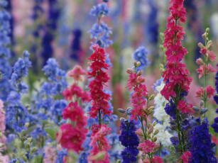 Картинка цветы дельфиниум живокость шпорник