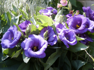 Картинка цветы эустома лизиантус