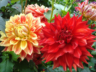 Картинка цветы георгины пышный