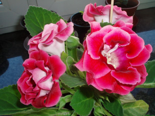 Картинка цветы глоксиния синнингия