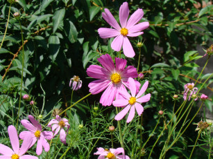 Картинка цветы космея