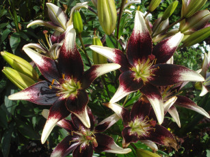 Картинка цветы лилии лилейники пестрый