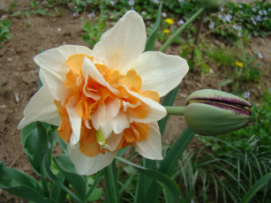 Картинка цветы нарциссы