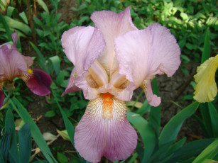 Картинка ирис цветы ирисы