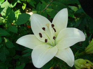 Картинка лилия цветы лилии лилейники