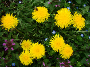 Картинка одуванчики цветы