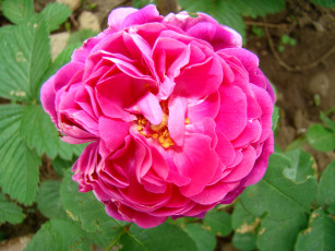 Картинка роза цветы розы