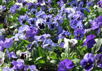 Картинка цветы анютины глазки садовые фиалки фиалка клумба