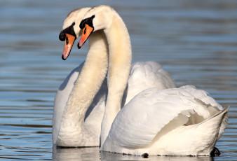 Картинка животные лебеди пара