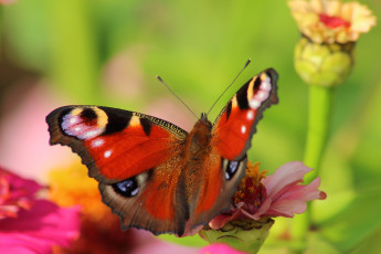 Картинка животные бабочки павлиний глаз