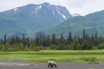 Картинка животные медведи бурый лес горы