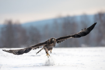 Картинка животные птицы хищники взлет крылья