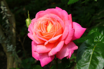 Картинка цветы розы лепестки макро бутон