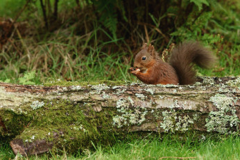 Картинка животные белки рыжая