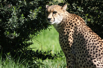 Картинка животные гепарды гепард