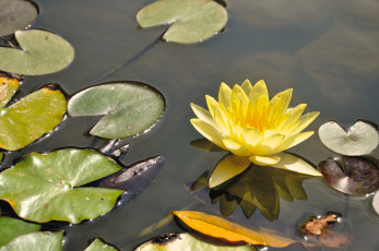 Картинка цветы лилии водяные нимфеи кувшинки желтый