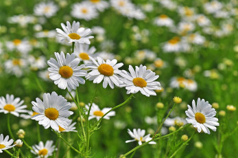 Картинка цветы ромашки солнышка