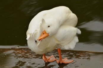 Картинка животные утки груминг