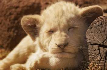 Картинка животные львы спящий львёнок