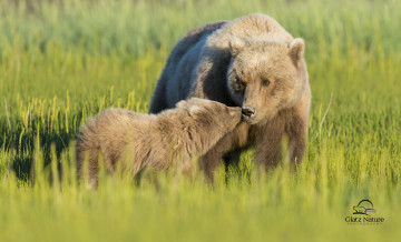 обоя животные, медведи, бурый