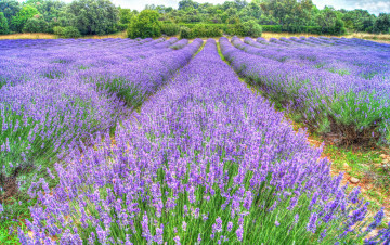 Картинка цветы лаванда поле