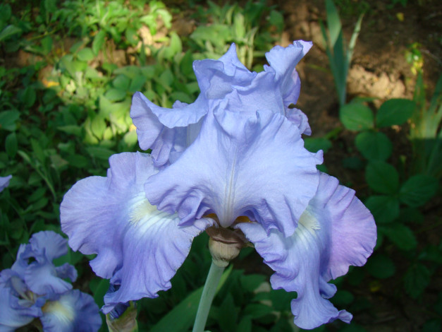 Обои картинки фото ирис, цветы, ирисы