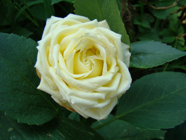 Обои картинки фото роза, цветы, розы