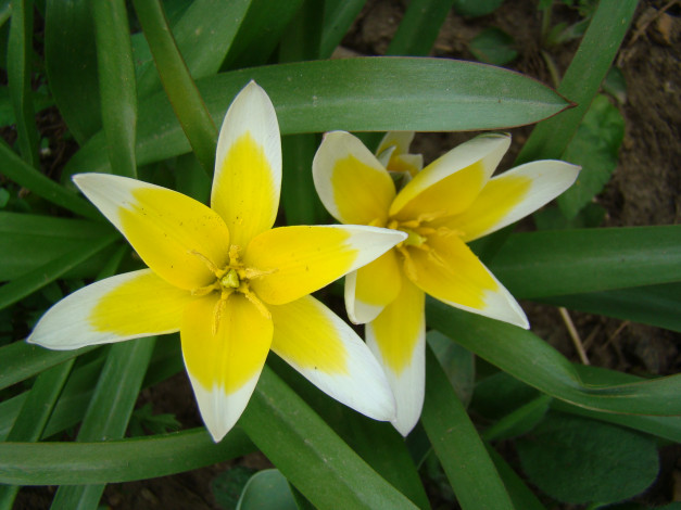 Обои картинки фото тюльпаны, цветы