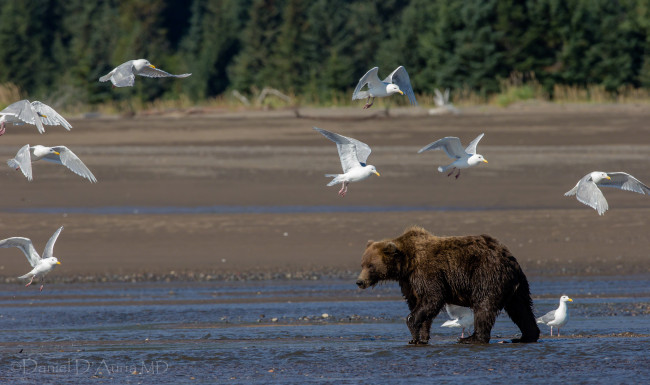 Обои картинки фото животные, разные, вместе, чайки, медведь, река