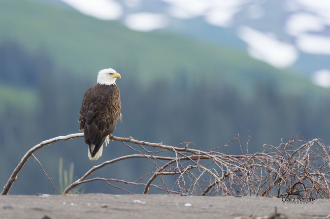Обои картинки фото животные, птицы, хищники, ветки, белоголовый, орлан
