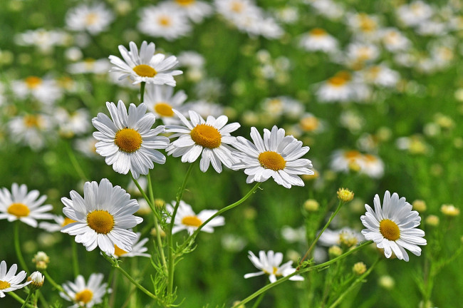 Обои картинки фото цветы, ромашки, солнышка