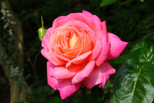 Обои картинки фото цветы, розы, лепестки, макро, бутон