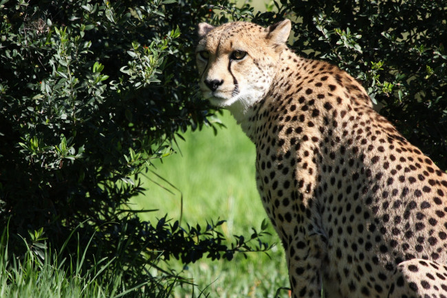 Обои картинки фото животные, гепарды, гепард