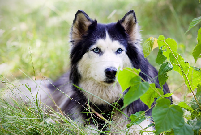 Обои картинки фото животные, собаки, хаски